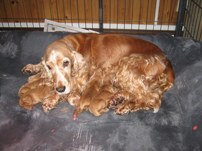 Dragongrdens Kennel